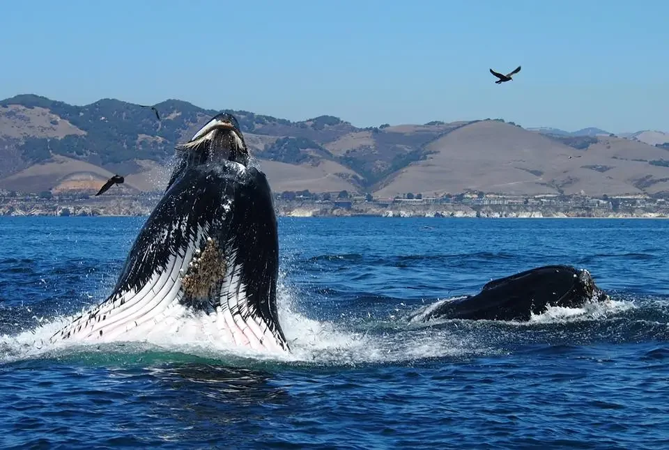 Whales of Pismo Beach