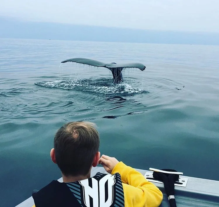 Whale Watching for all Ages