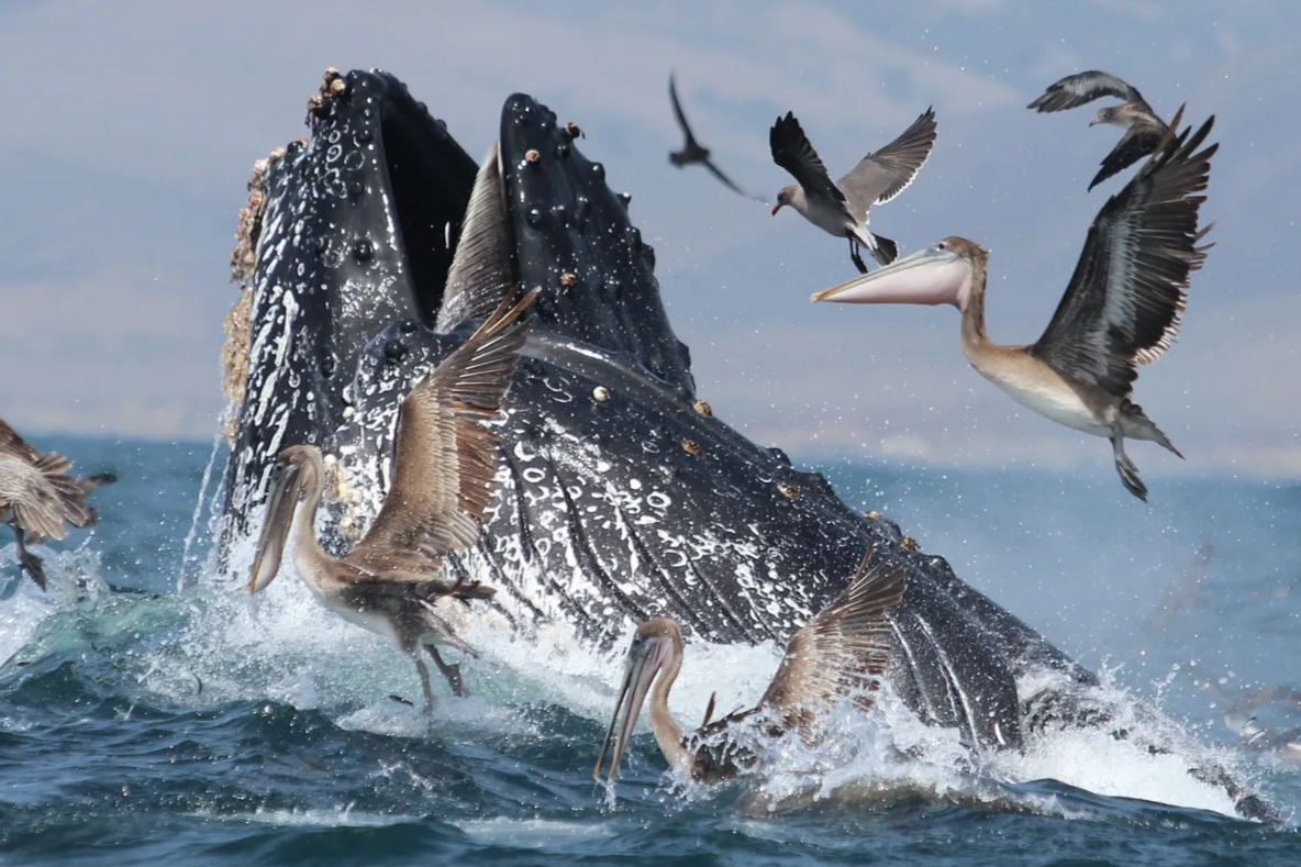 Whale Updates of 2026