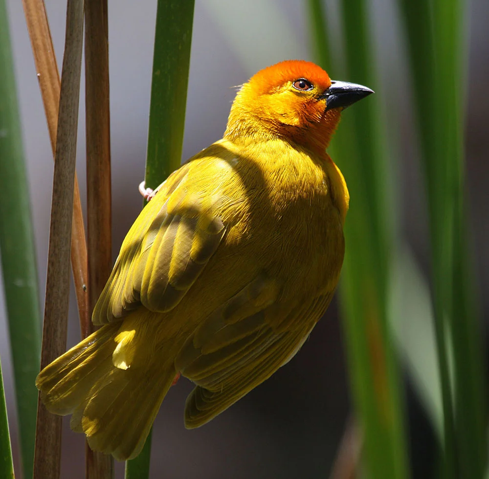 African Golden Weaver