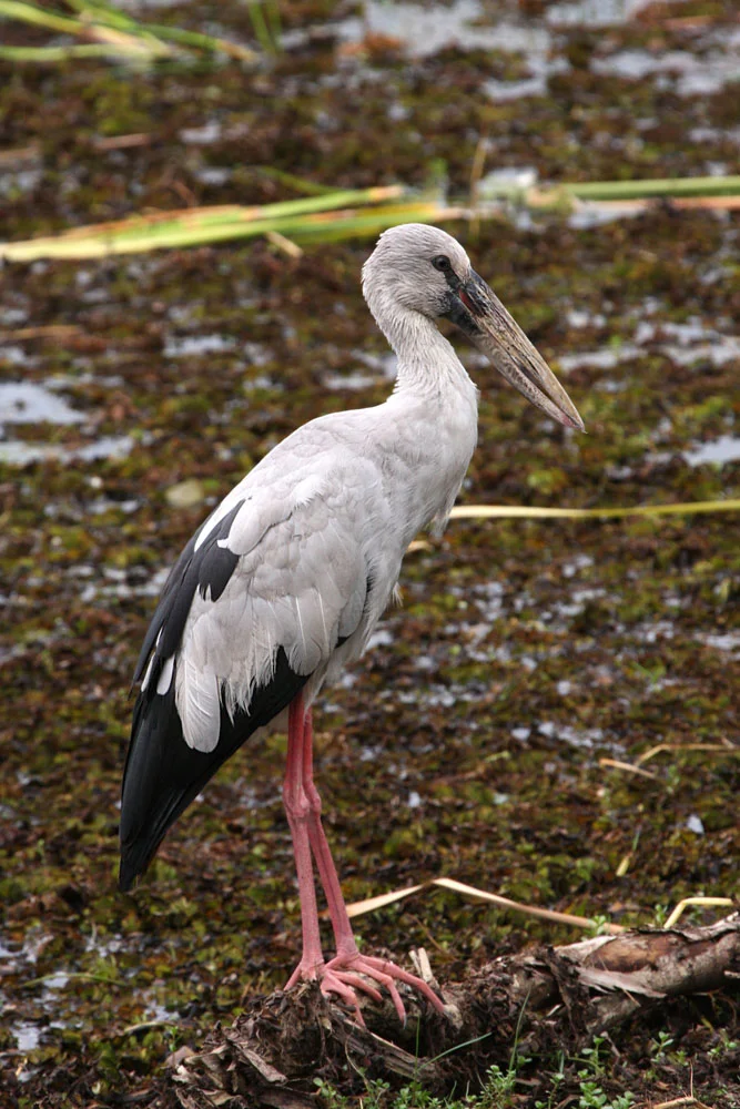 Asian Openbill