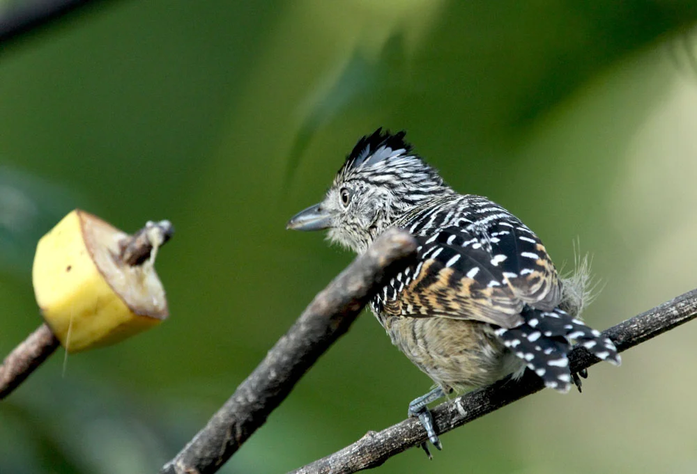 Barred Antshrike