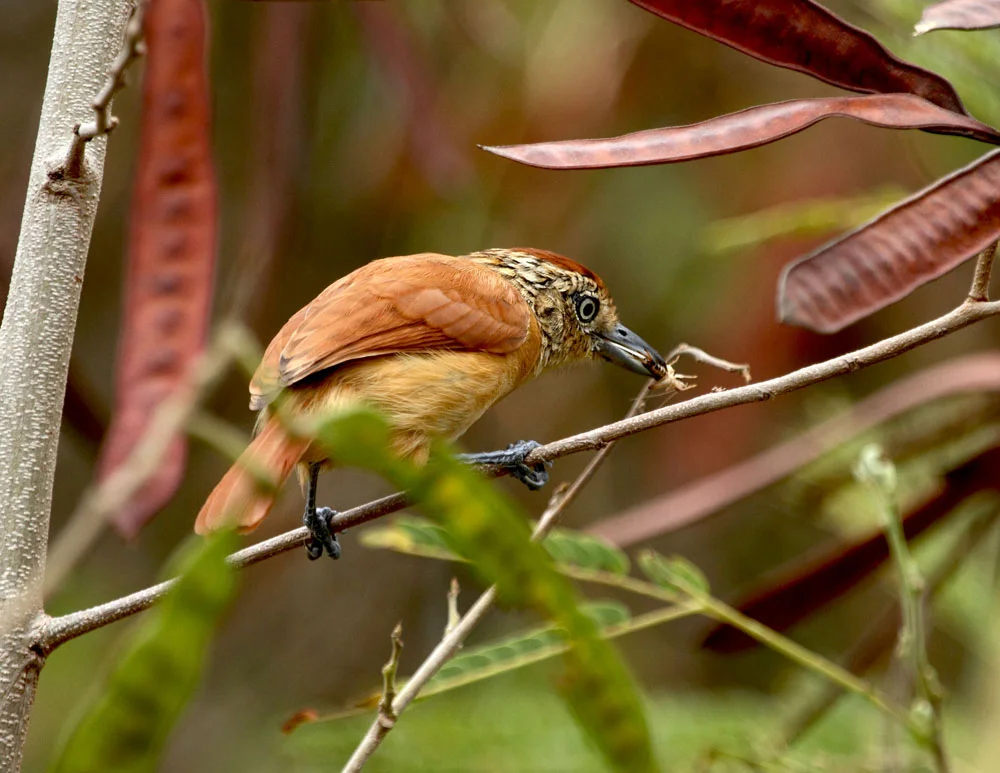 Barred Antshrike female