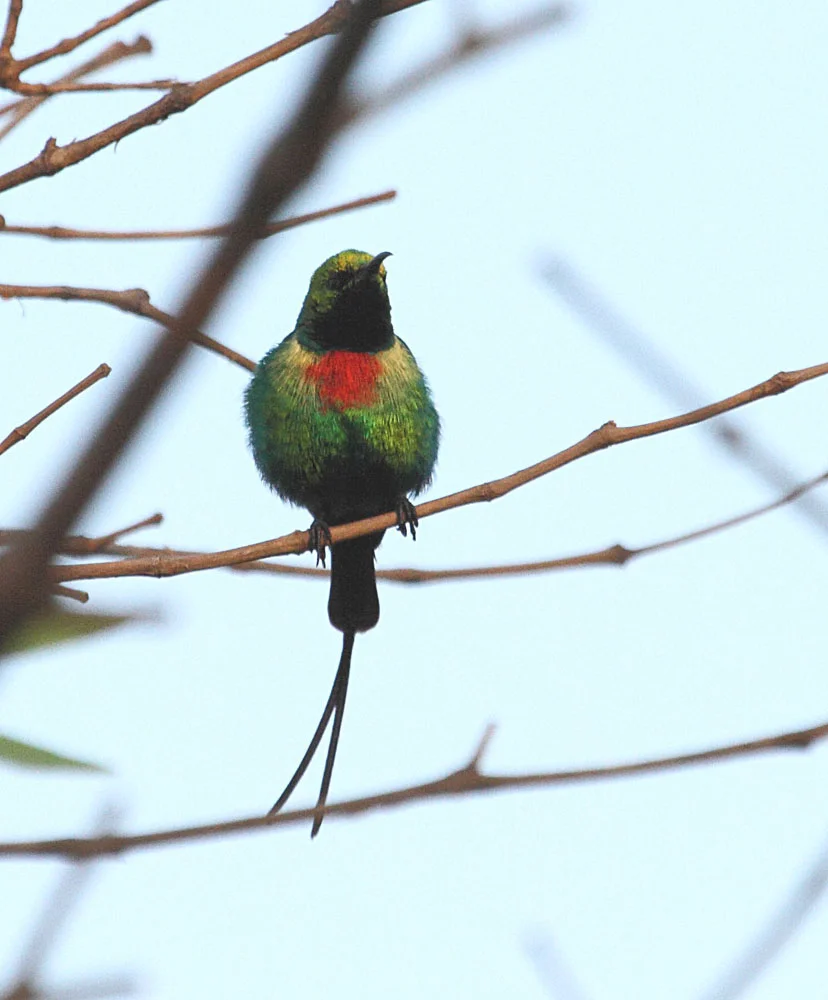 Beautiful Sunbird