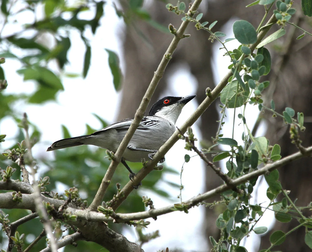 Black-backed Puffback