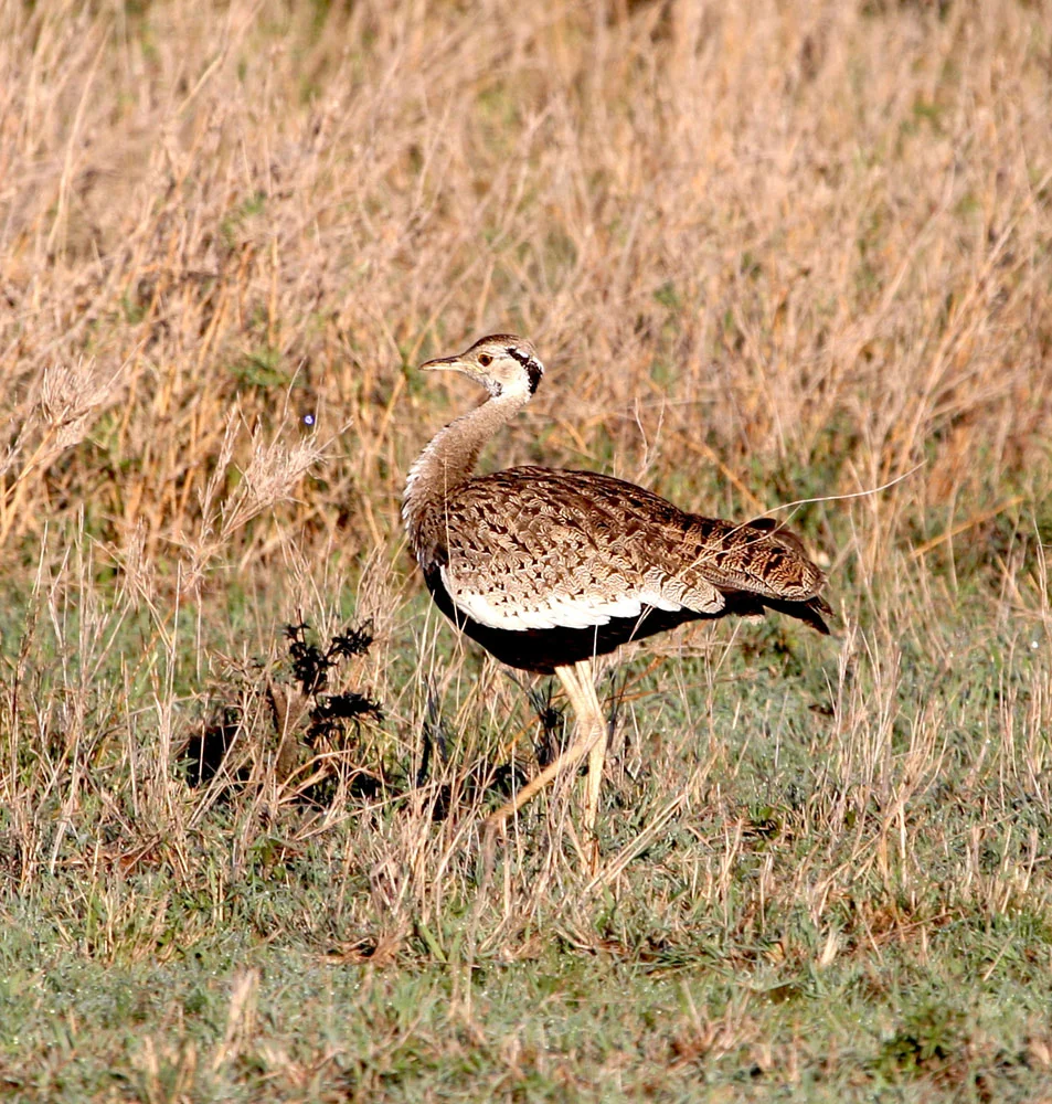 Black-bellied Bustard