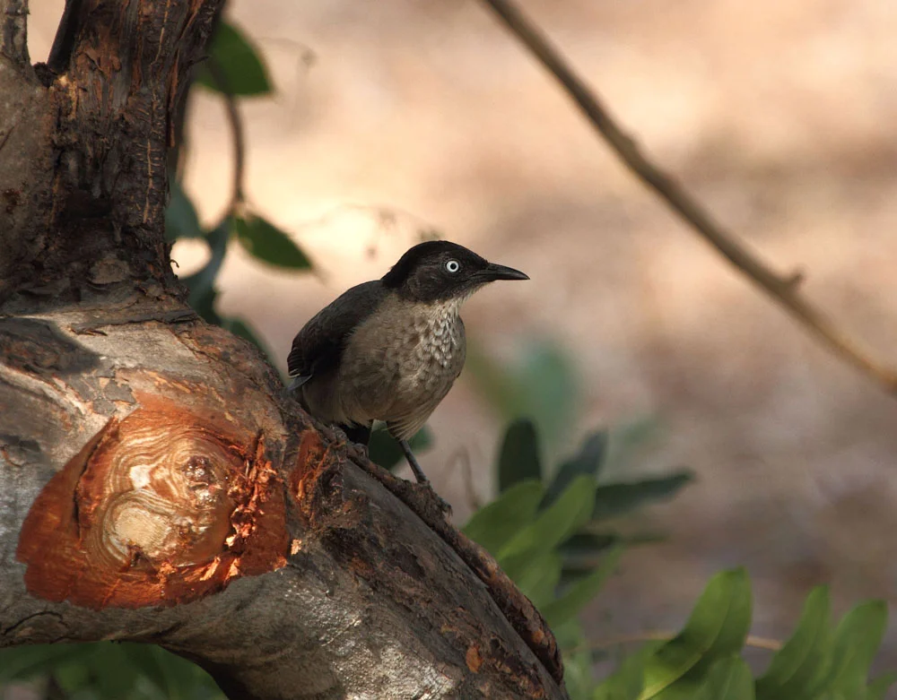 Blackcap Babbler