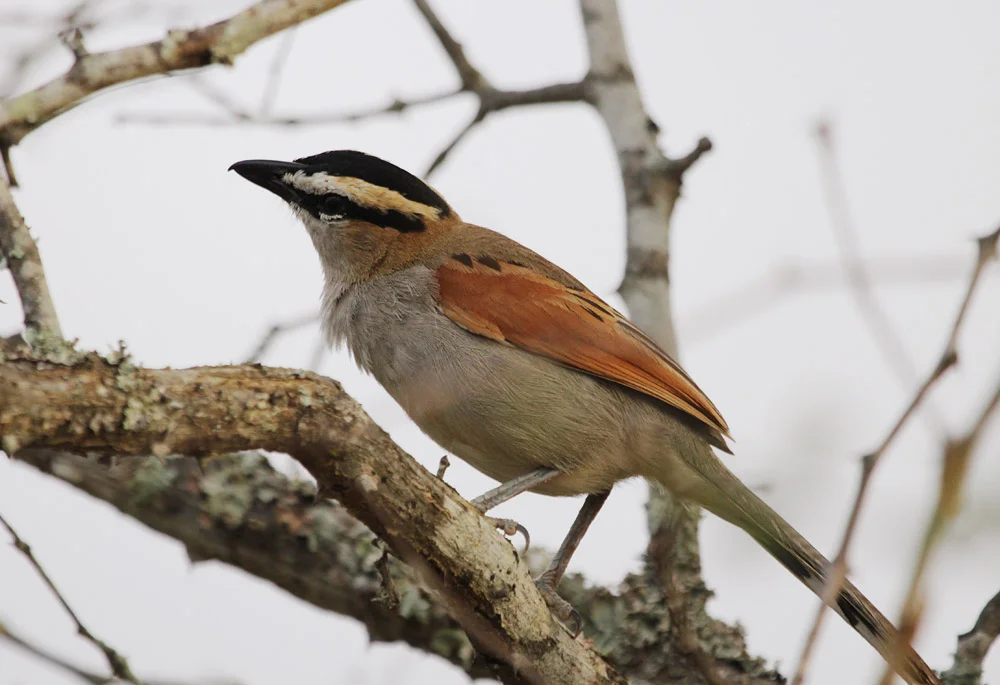 Black-crowned Tchagra