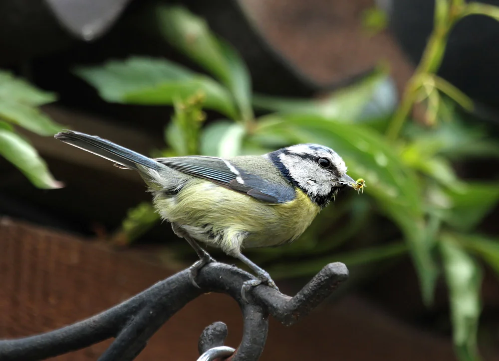 Eurasian Blue Tit