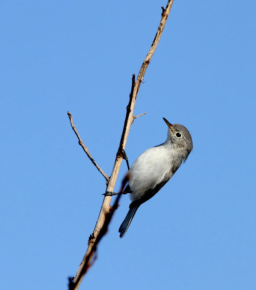 Blue-gray Gnatcatcher