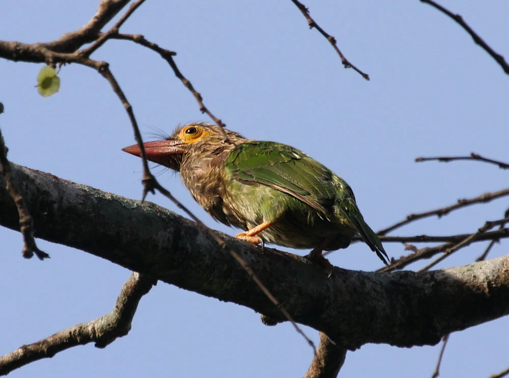 Brown-headed Barbet