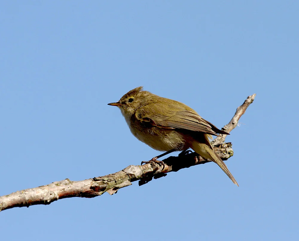Common Chiffchaff