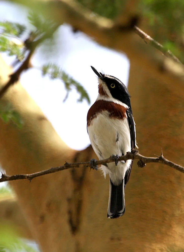 Chinspot Batis