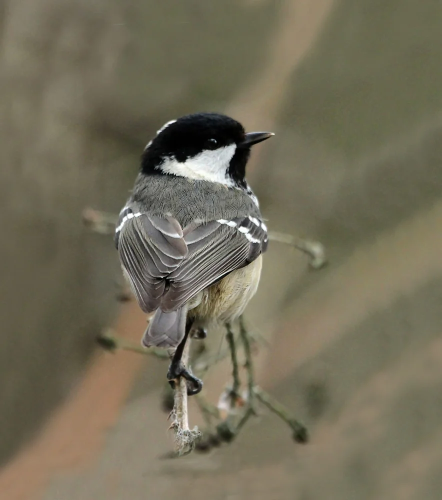 Eurasian Coal Tit