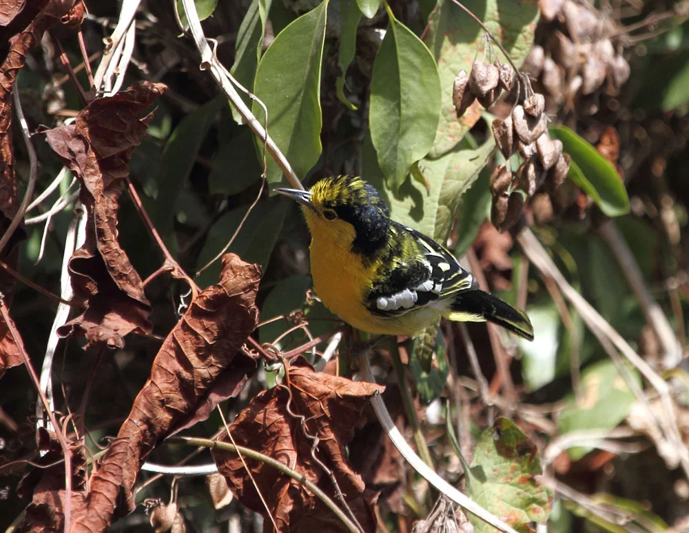 Common Iora