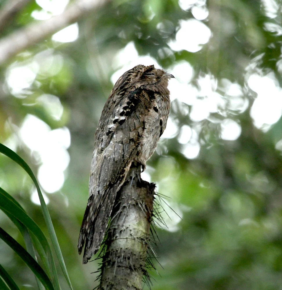 Common Potoo