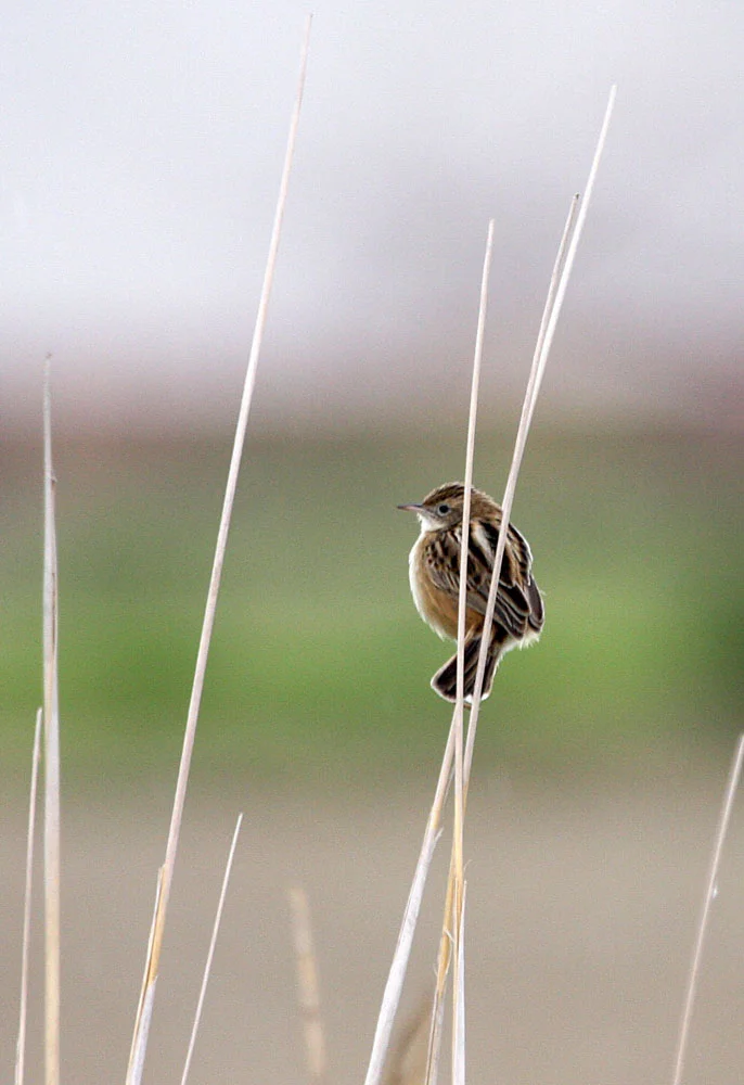 Zitting Cisticola
