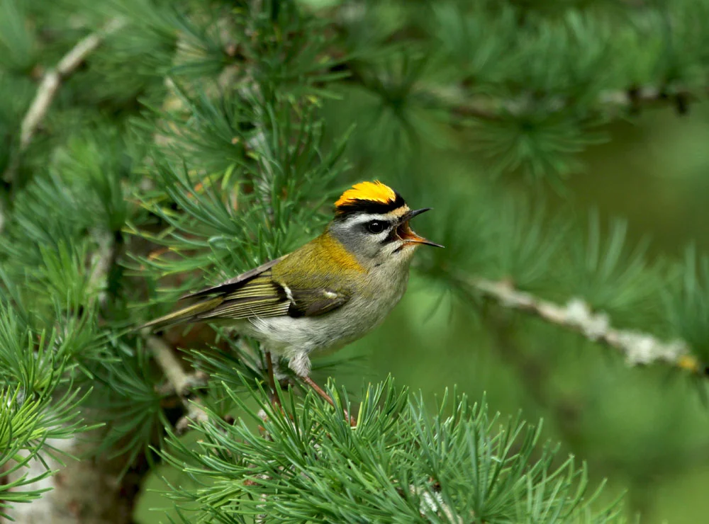 Common Firecrest
