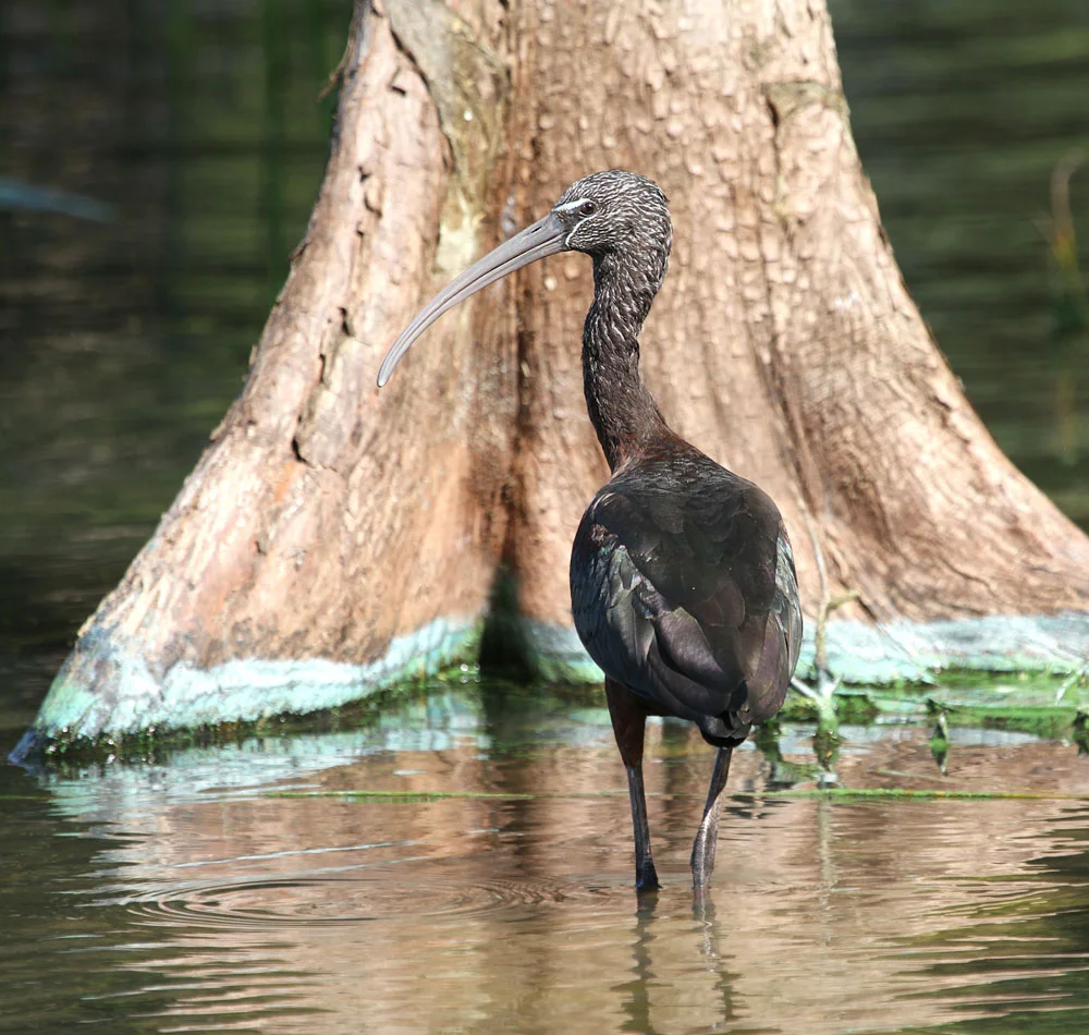 Glossy Ibis