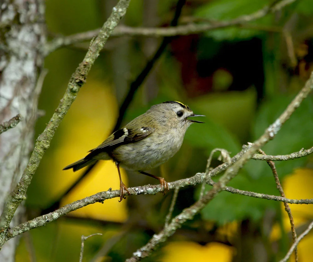 Goldcrest