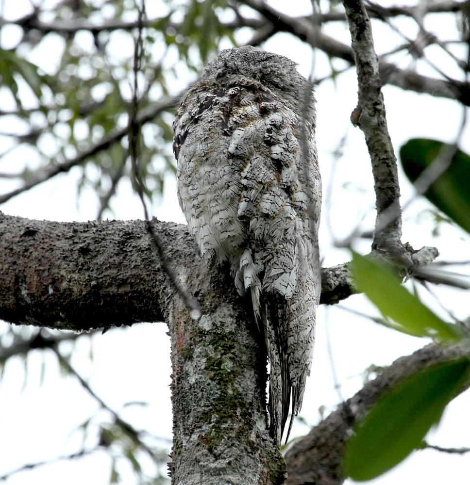 Great Potoo