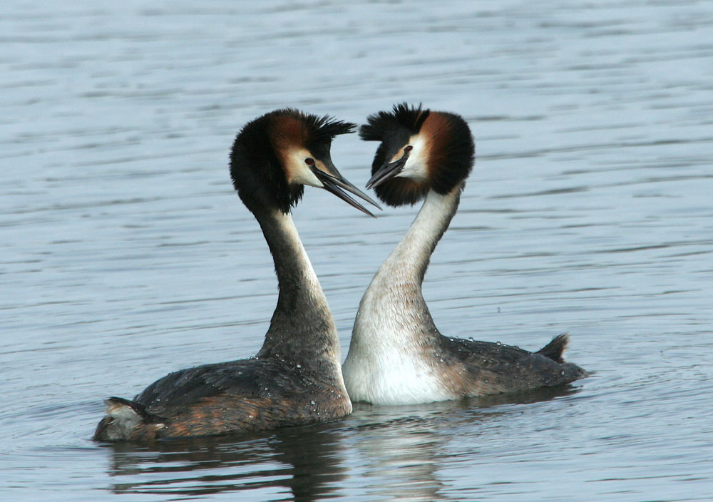 Great Crested Grebe
