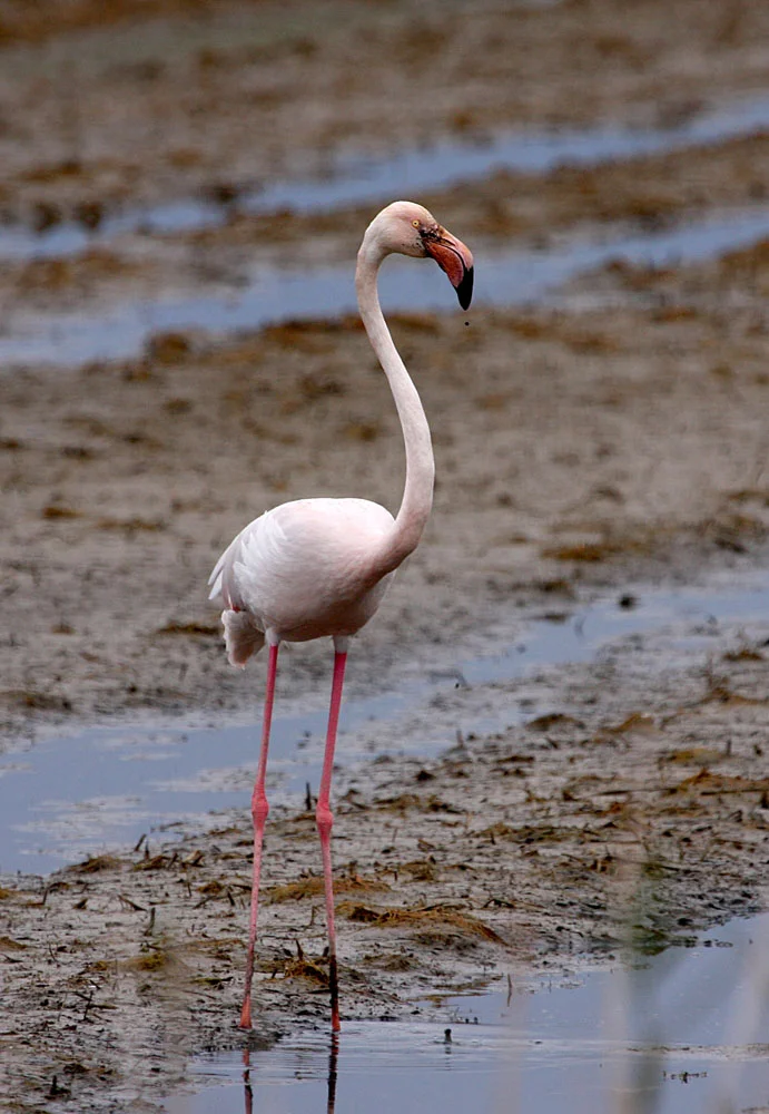 Greater Flamingo