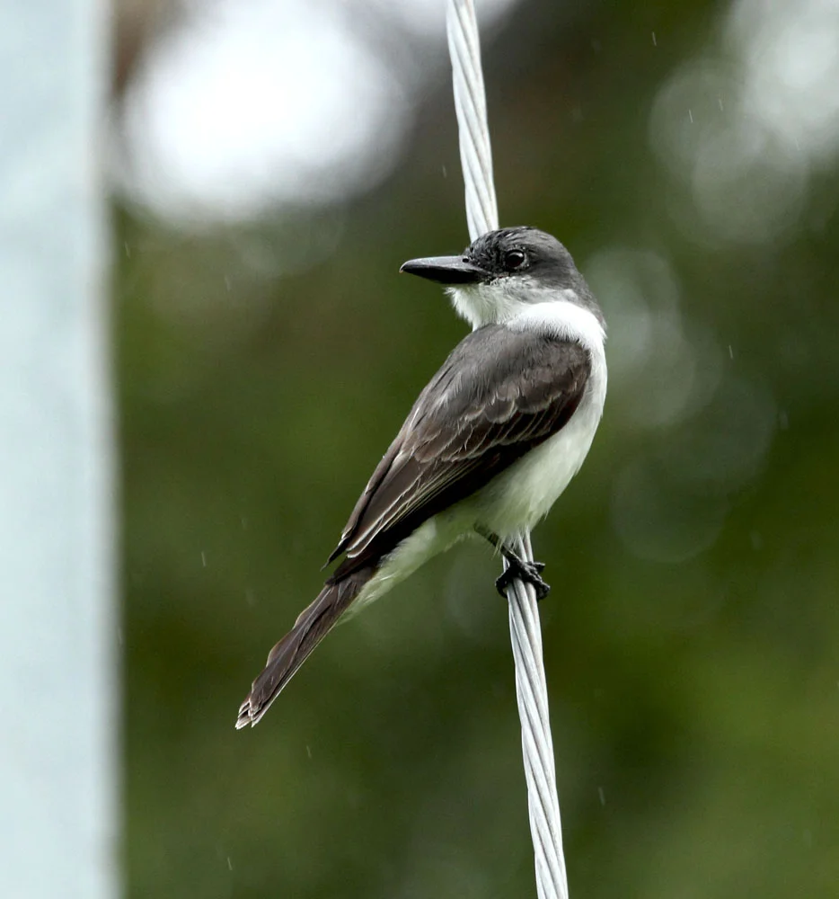 Grey Kingbird