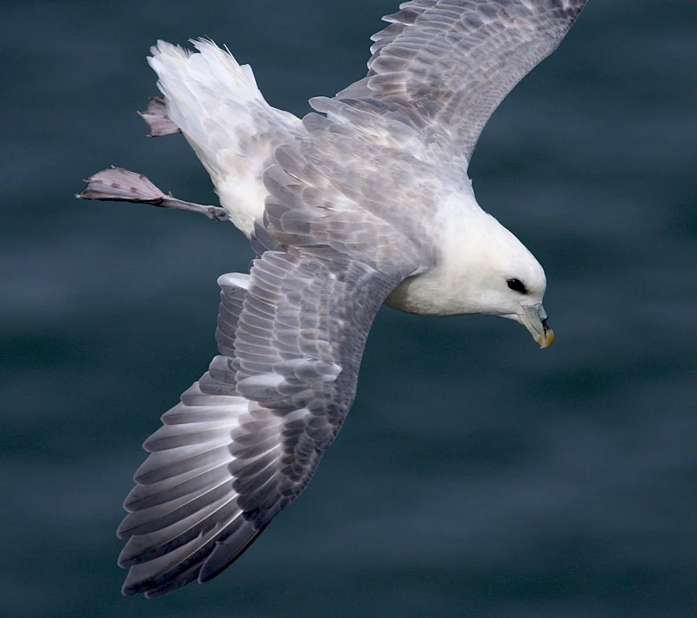 Fulmar small.jpg