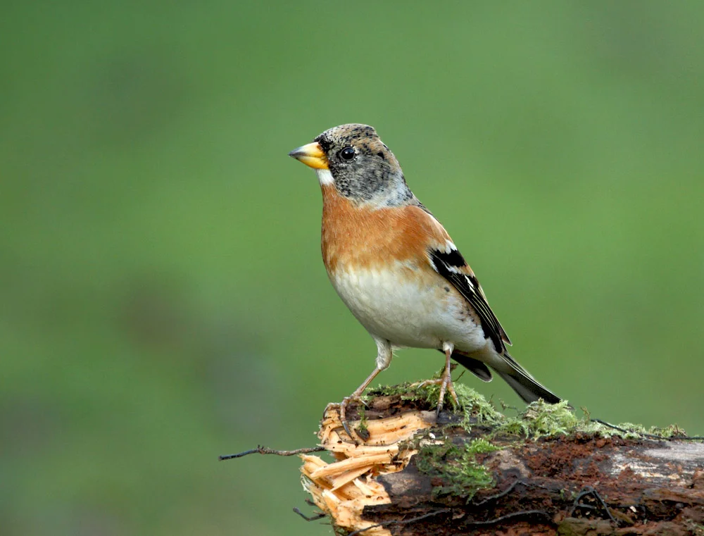 Brambling small.jpg