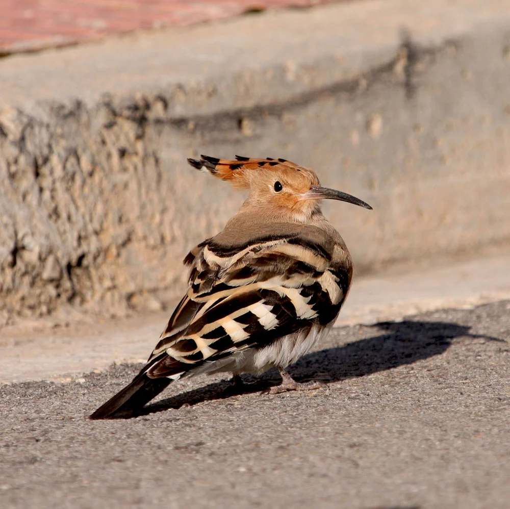 Hoopoe small.jpg