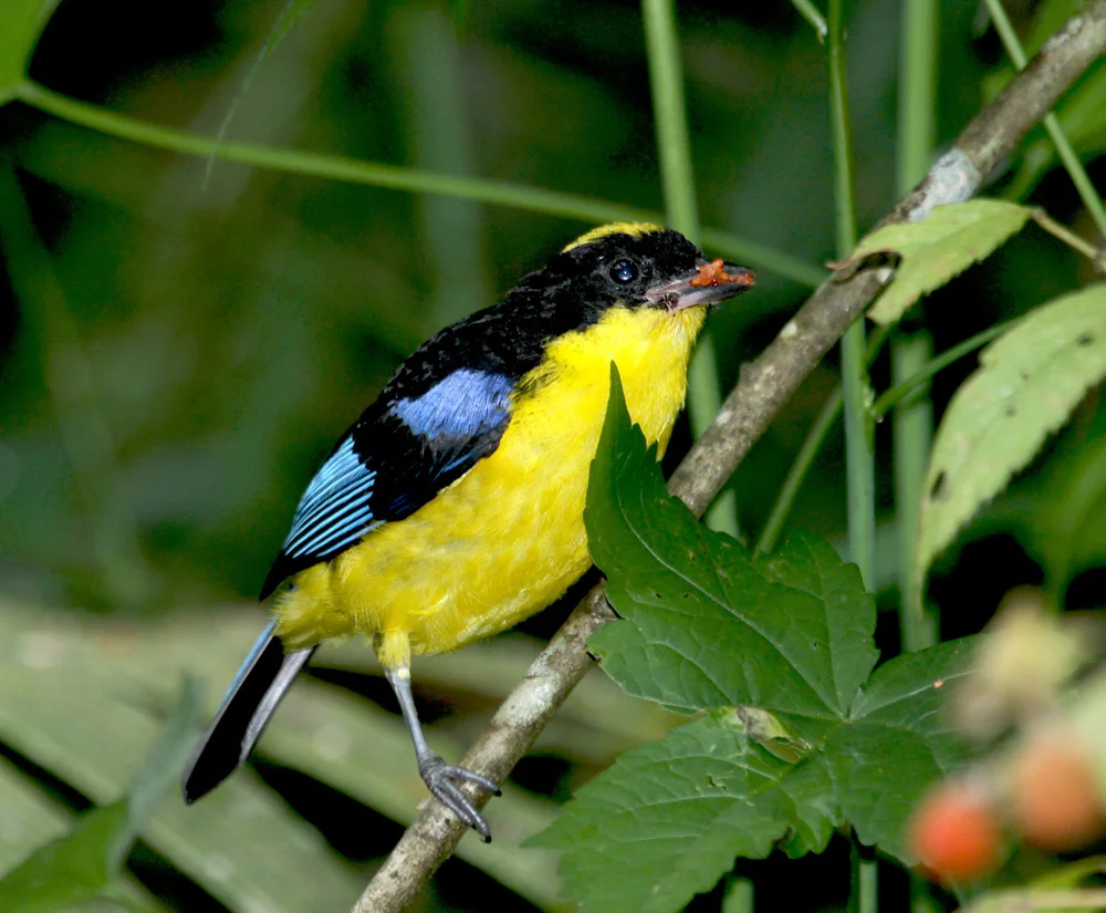 Blue-winged Mountain Tanager small.jpg