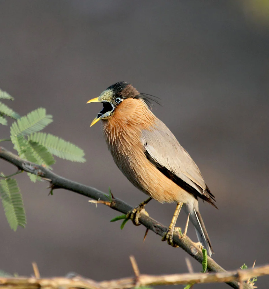 Brahminy Starling small.jpg