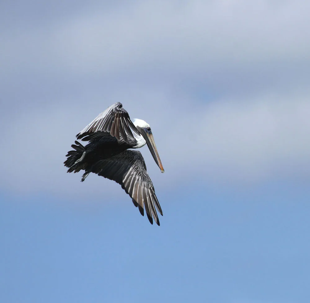 Brown Pelican small.jpg