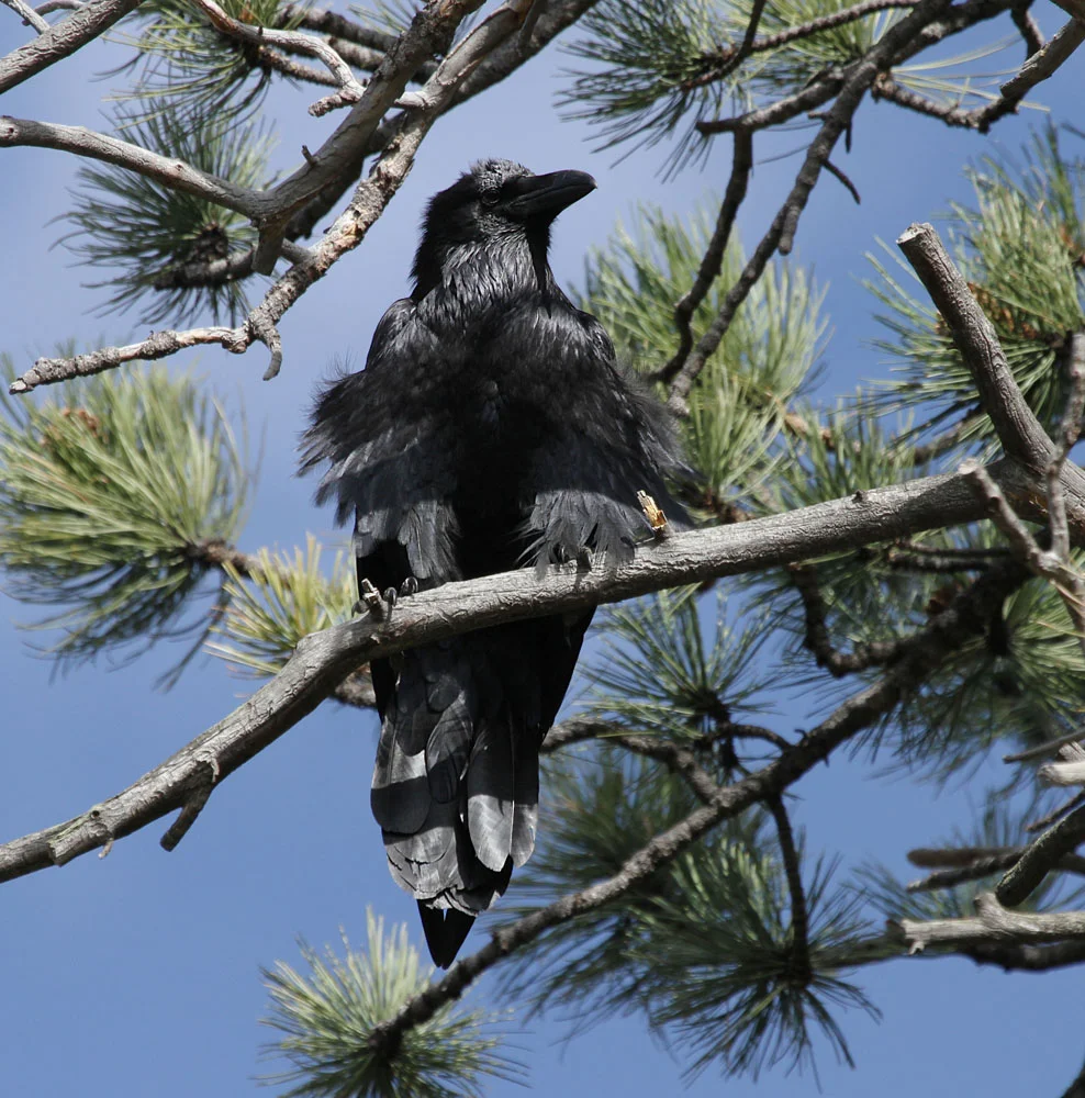 Common Raven small.jpg
