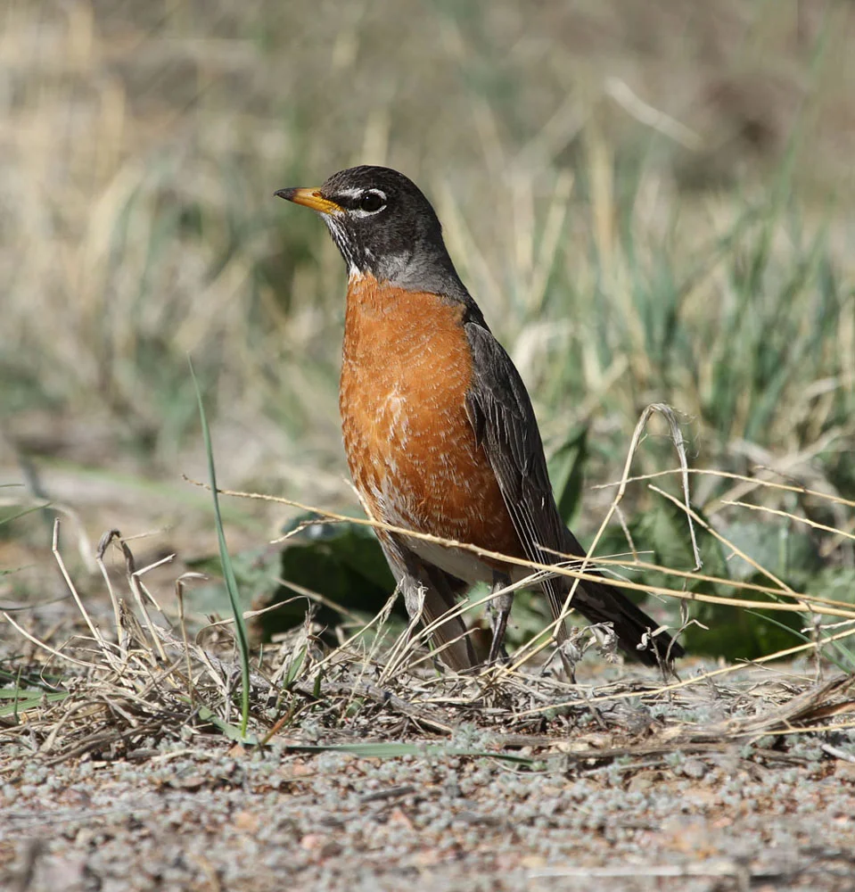 American robin small.jpg