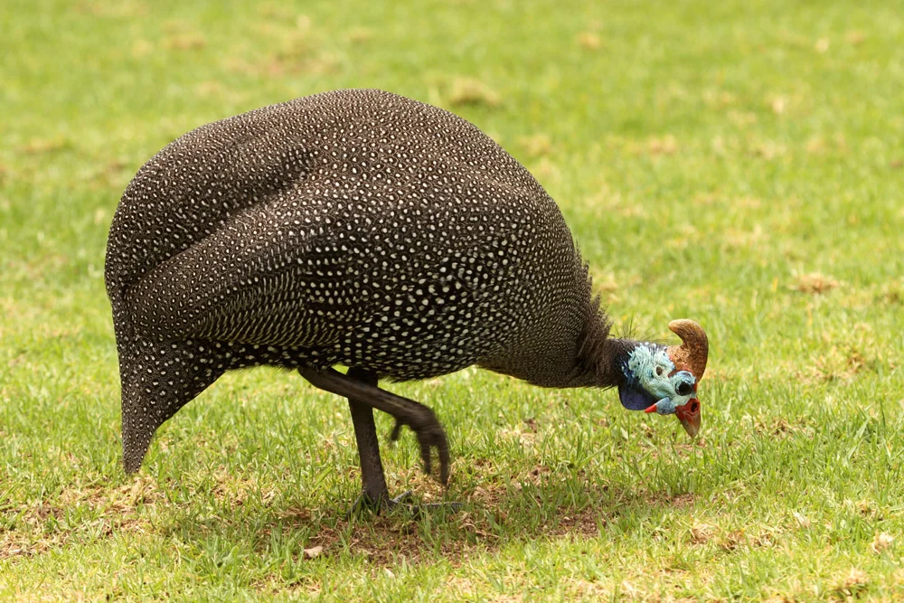 Helmeted Guineafowl