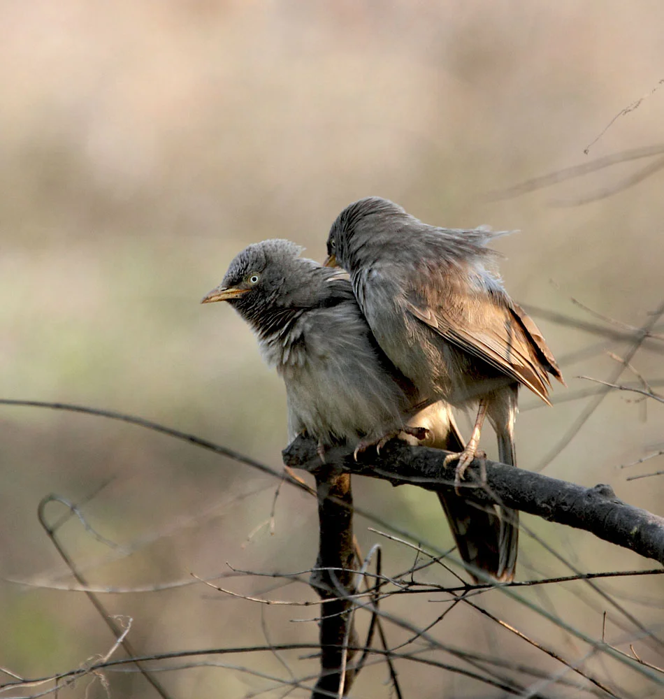 Jungle Babbler
