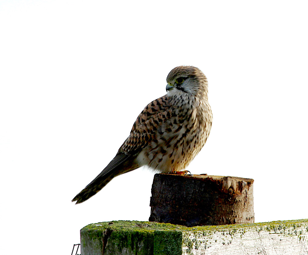 Common Kestrel