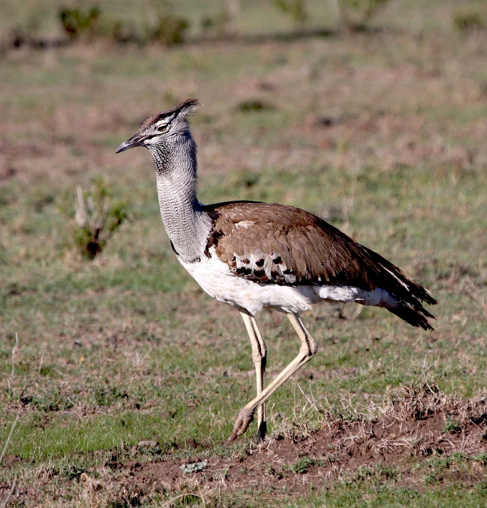 Kori Bustard