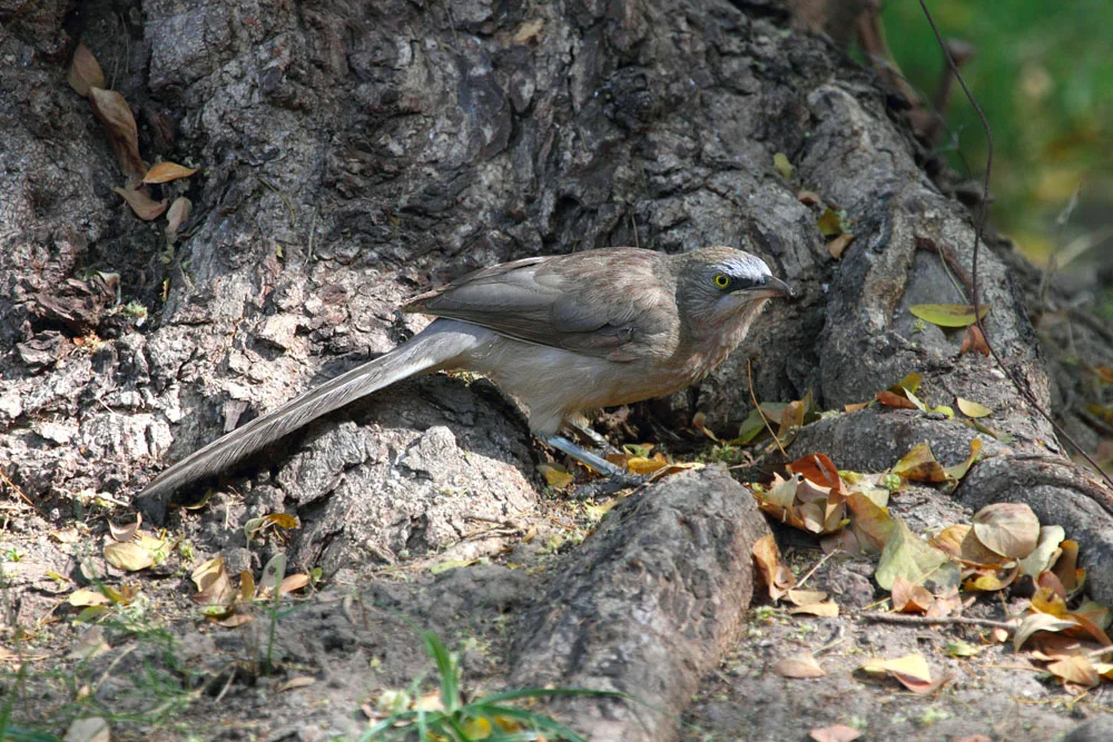 Large Grey Babbler