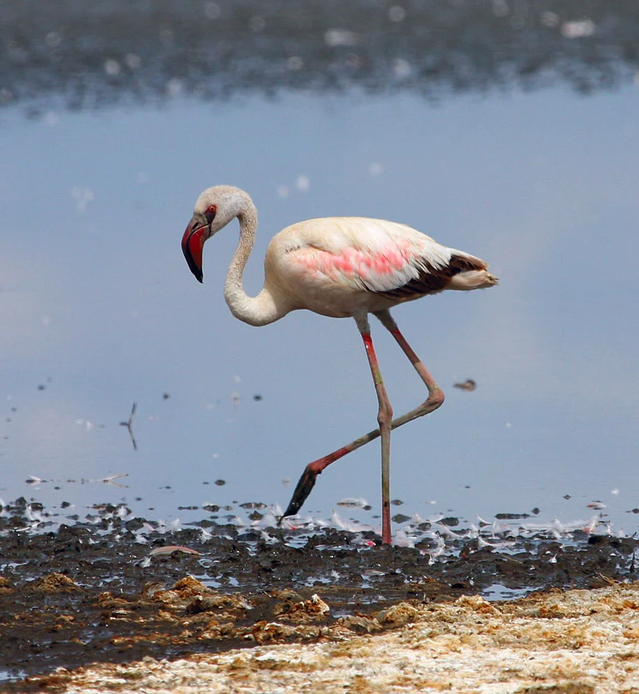 Lesser Flamingo