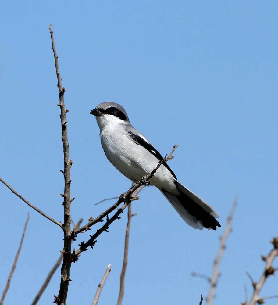 Loggerhead Shrike small.jpg