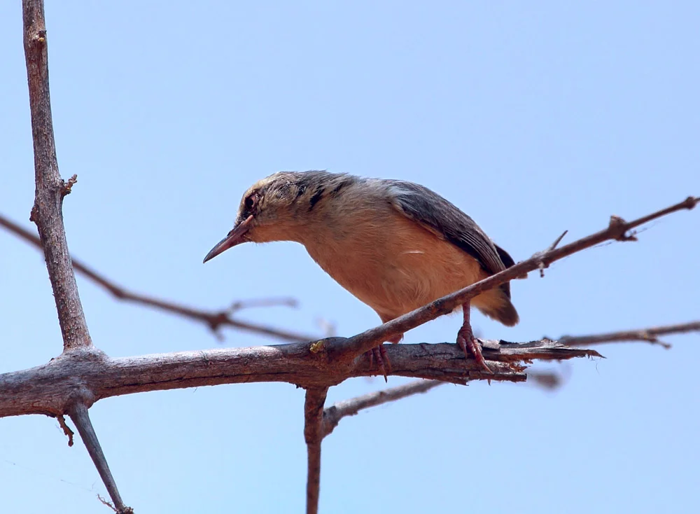 Long-billed Crombec