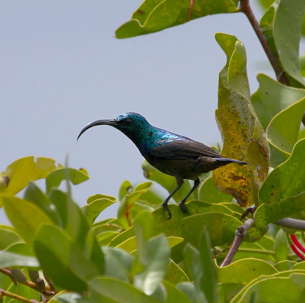 Long-billed Sunbird