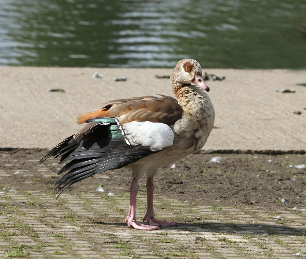 Egytian Goose small.jpg