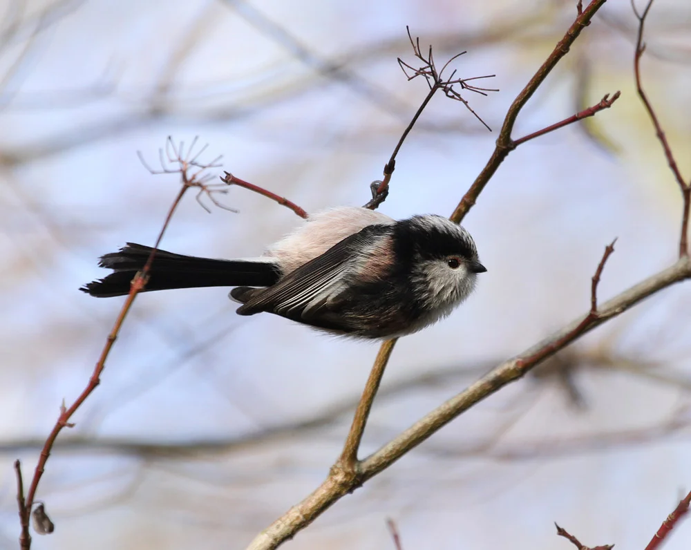 Long-tailed Tit