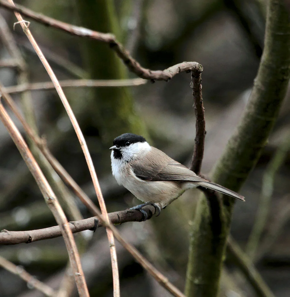Marsh Tit