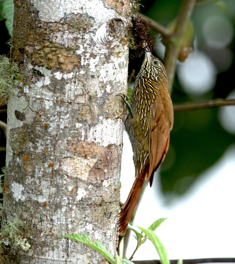 Montane Woodcreeper