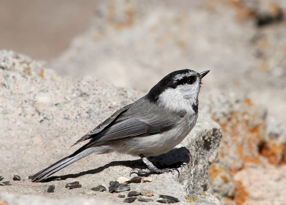 Mountain Chickadee